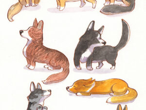 corgis breeds and coats