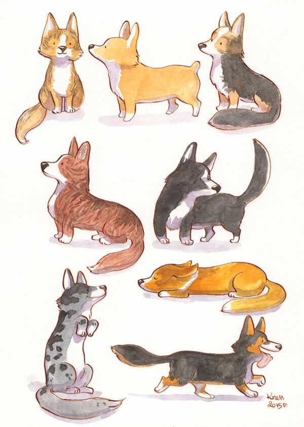 corgis breeds and coats